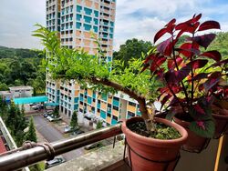 Blk 213 Petir Road (Bukit Panjang), HDB 5 Rooms #566298171